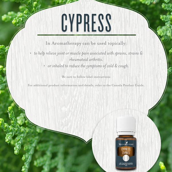 cypress