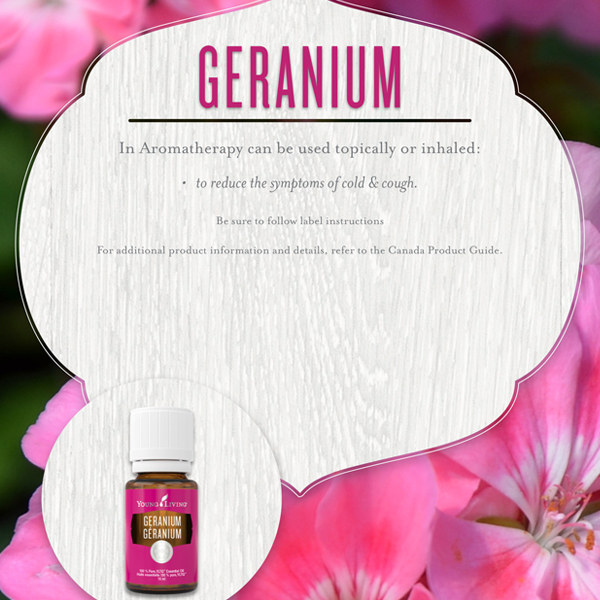 geranium