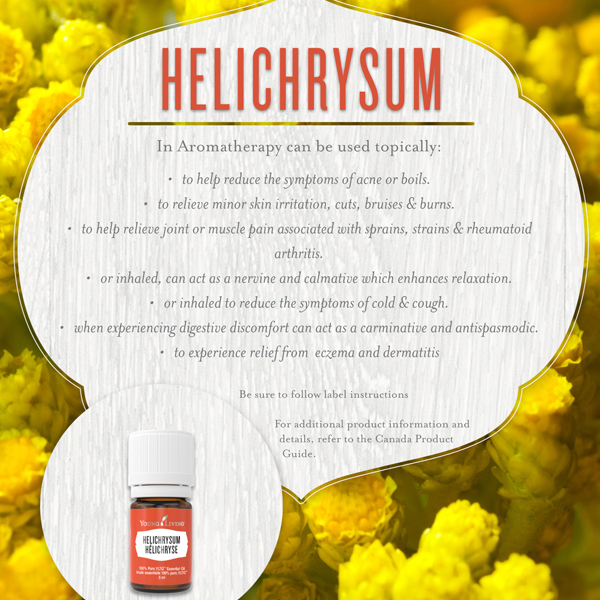 helichrysum